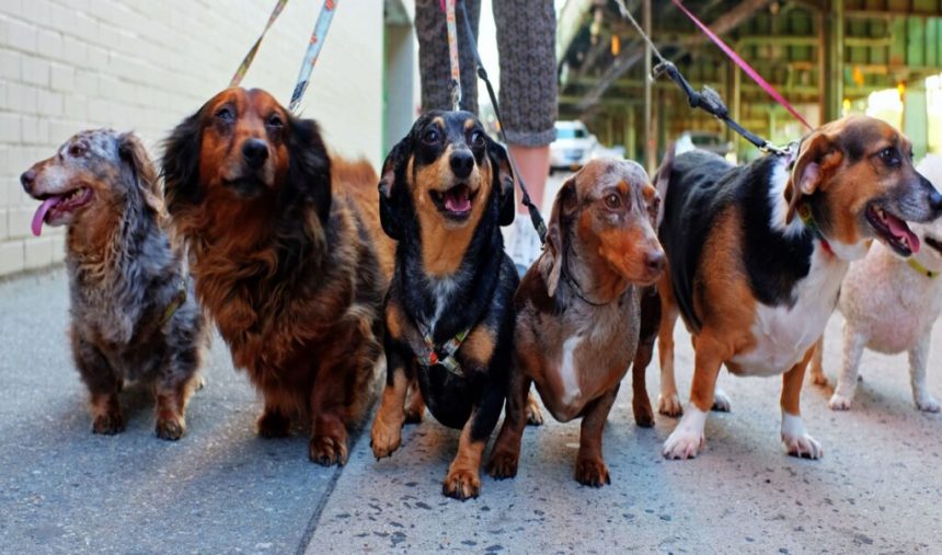 Für die Hunde: Die 20 tierfreundlichsten Städte in Amerika, Rangliste