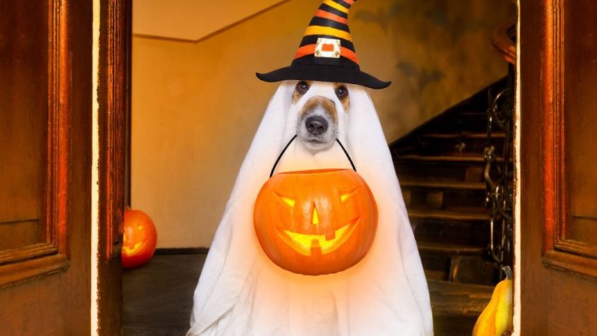 11 fantastische Halloween-Kostüme für Immobilienmakler
