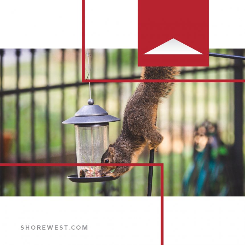 Vertreiben Sie lästige Eichhörnchen – Aktuelle Nachrichten aus Shorewest